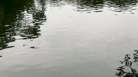 Rippled water surface reflecting trees and sky Video stock 340581320