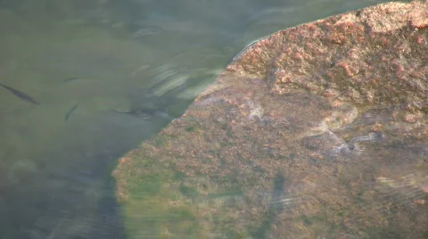 Ripples against a stone Stock Footage 476358