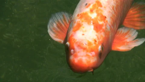 Ripples and Koi Stock Footage 327428612
