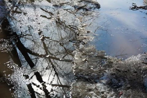 Ripples and reflection of spring trees in a puddle 스톡 사진