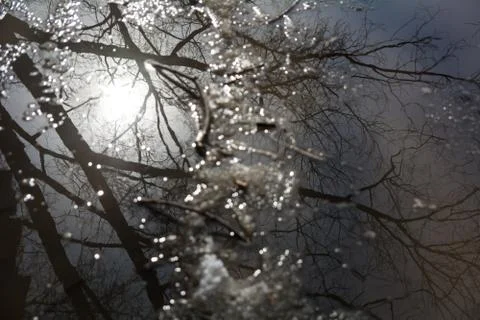 Ripples and reflection of spring trees in a puddle Stock Photos
