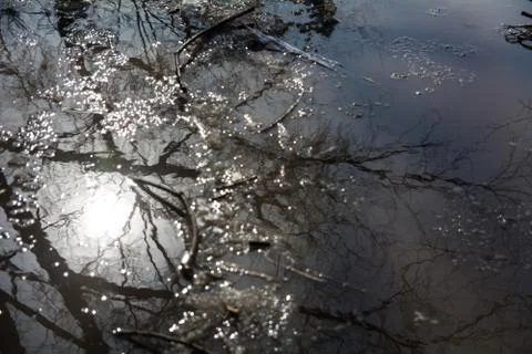 Ripples and reflection of spring trees in a puddle Stock Photos