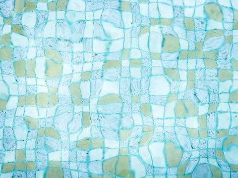Ripples and reflection in a swiming pool Stock Photos