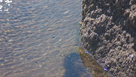 Ripples and Rocks in a Tide Pool Stock Footage 91049285
