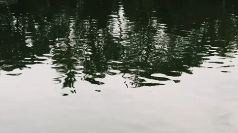 Ripples and tree reflections on dark water surface abstract pond background 스톡 동영상 340581329
