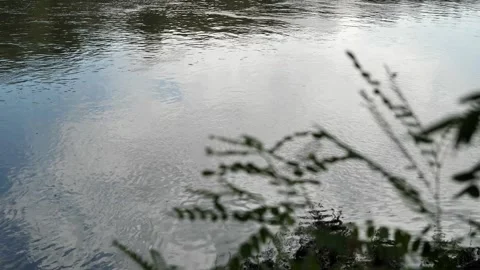 Ripples and waves on the surface of river water shooting through the branches  Stock Footage 284621803
