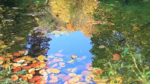 Ripples in the autumn pond. Stock Footage 936089