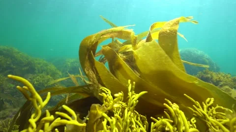 Ripples of brown algae seaweeds underwater kelp laminaria Atlantic ocean Stock Footage 137779752