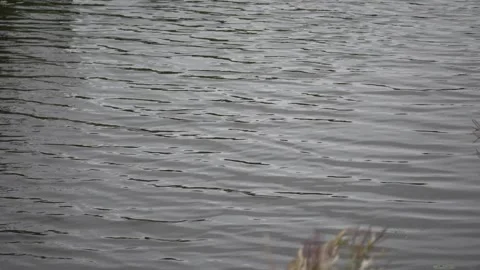 Ripples on canal surface Vidéo 285660596