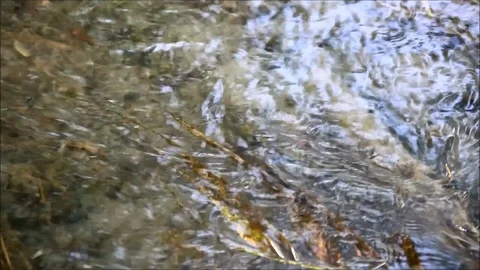 Ripples on clear water, closeup Stock Footage 77862281
