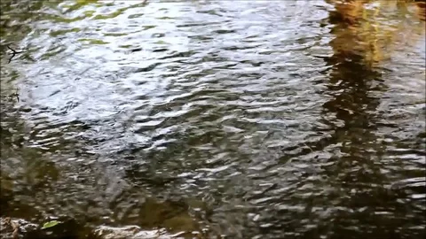 Ripples in clear water with tree reflections Stock Footage 77862736
