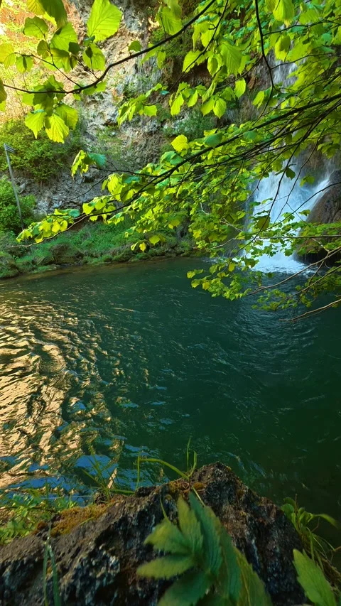Ripples disturb the surface as leaves sway gently. Veliki Buk, Serbia. Vertical Vídeos de archivo 336890780