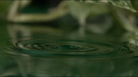 Ripples form on the surface of water as a drop falls from a leaf into the pond d Stock Photos