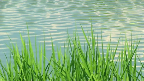 Ripples in the Grass and Pond 스톡 동영상 327439310