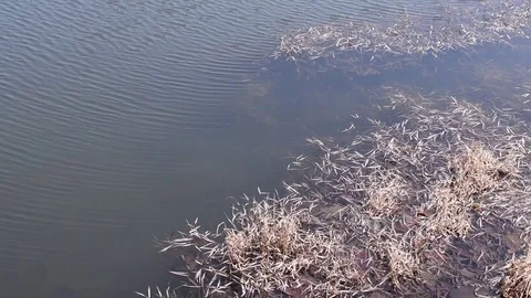 Ripples on the lake Stock Footage 83099612