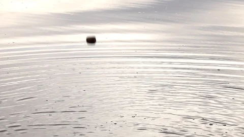 Ripples in a lake Stock Footage 103854950