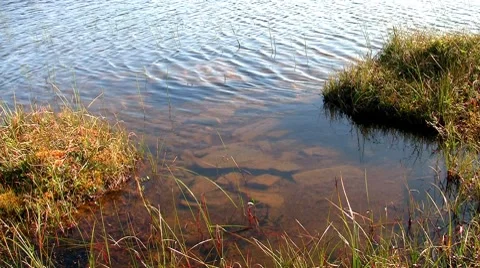 Ripples on a lake, loop Stock Footage 8511991