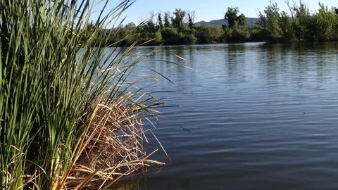 Ripples in a Pond Stock Footage 75593143