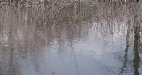 Ripples in Pond Stock Footage 98258771