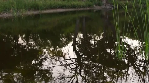 Ripples on ponds surface Video stock 79664208