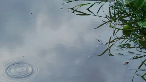 Ripples of a puddle of rain on pavement. Stock Footage 109222068
