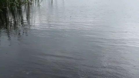 The ripples from the rain, dives fish and butterflies. Stock Footage 83014859
