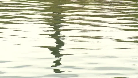 Ripples Reflecting a Distant Tree Stock-Footage 306186165