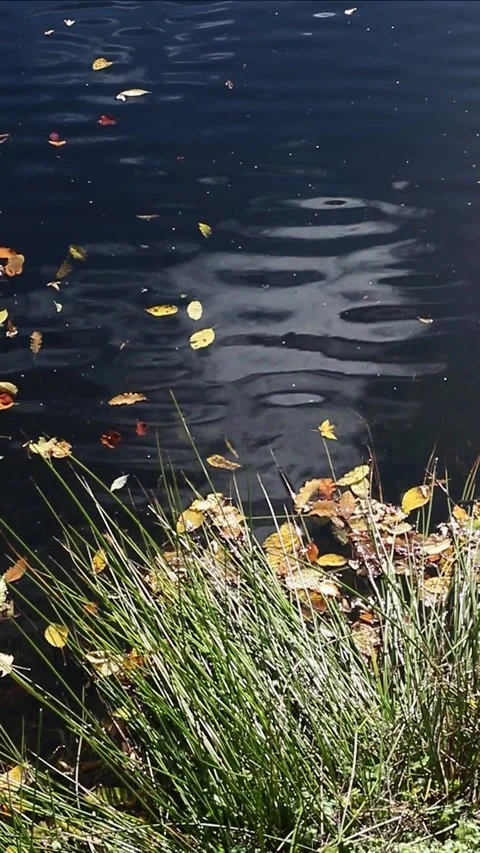 Ripples an reflection on the water Stock Footage 321136856