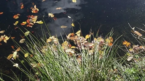 Ripples an reflection on the water Stock Footage 321136858