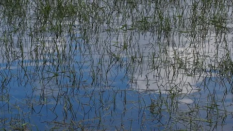 Ripples, reflections of the sky and blades of grass at the edge of a lake Stock Footage 106301331