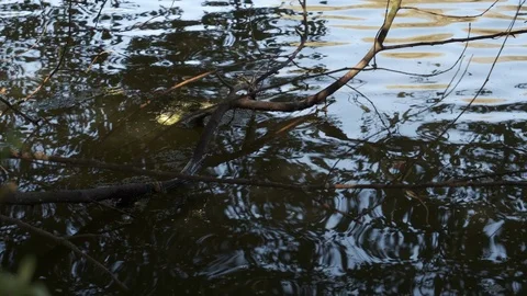 Ripples with reflections on water surface of pond in summer. Stock Footage 115757464