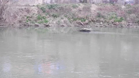 Ripples on the river pond Vidéo 172255152