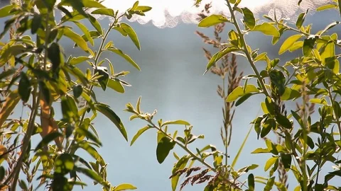 The ripples in the river water Stock Footage