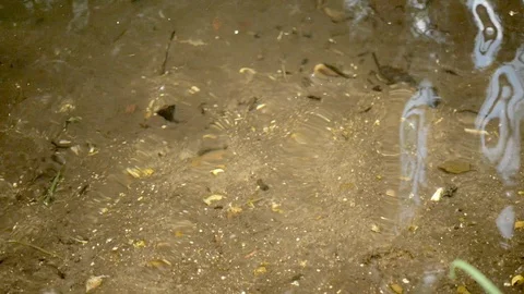 Ripples on the surface of a crystal clear forest lake. Stock Footage 108965230