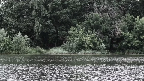 Ripples on the surface of a pond against the background of a forest Stock Footage 157313728