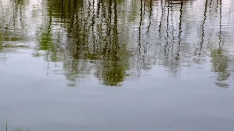 Ripples on the surface of the pond and the reflection of green trees. Stock Footage 154189915
