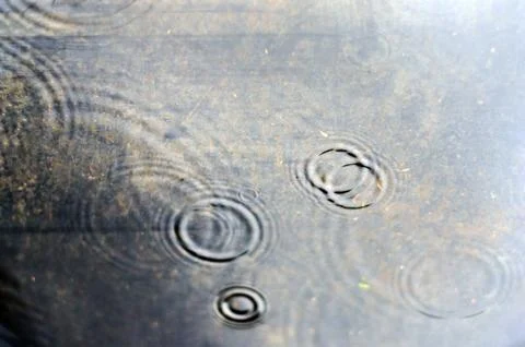 Ripples in the Surface of a Puddle on a Rainy Day. Stock Photos