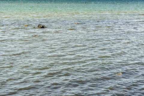 Ripples on the surface of the water. Stock Photos