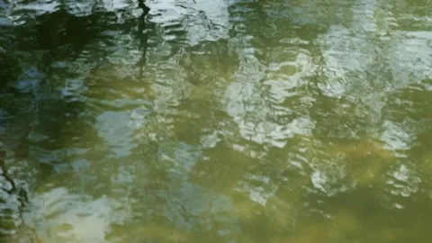The ripples of the trees on the surface of the lake Stock Footage 319922137