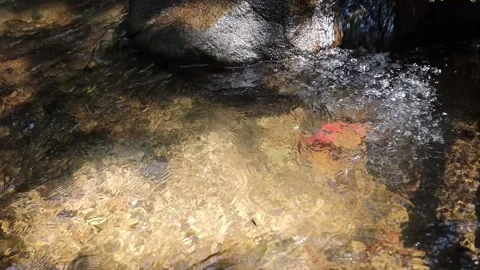 Ripples on the wate Stock Footage 302895717