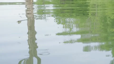 Ripples on the water and the reflection of a tree, Solina Lake Stock Footage 237456384