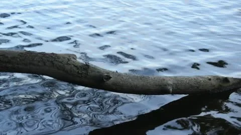 Ripples in the water around an overturned tree Stock Footage 12910330