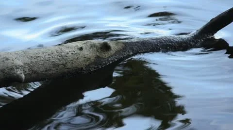 Ripples in the water around an overturned tree Stock Footage 12911133