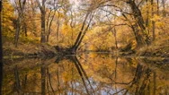 Ripples On Water In Autumn Woods By Stream Background Stock Footage