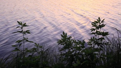 Ripples on the water at sunset Stock Footage 94013847