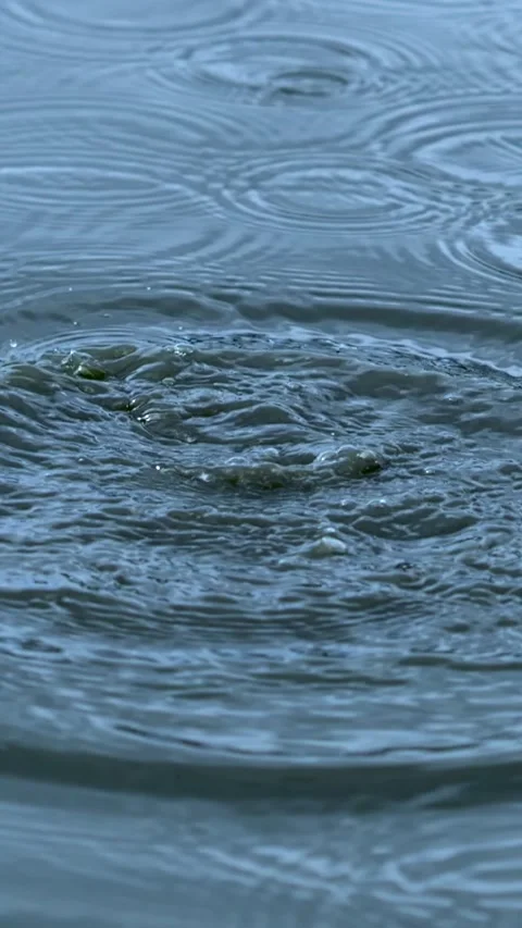 Ripples on the Water Surface Created by Falling Rain Drops, Creating a Beautiful Video stock 305279439