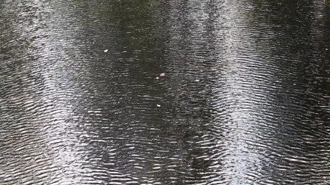 Ripples on water surface Stock Footage 116014671