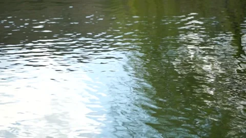 Ripples on the water surface with reflection of branches of weeping willow tree Vidéo 244303023