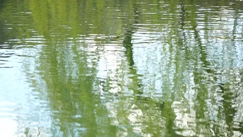 Ripples on the water surface with reflection of branches of weeping willow tree Vidéo 244634644