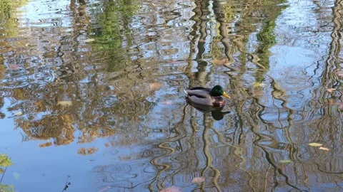 Ripples in the water with a trees reflection and duck Stock Footage 296798322